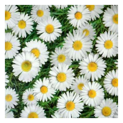 BRING SPRINGTIME INTO YOUR HOME