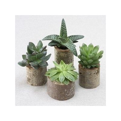GROWING SUCCULENTS