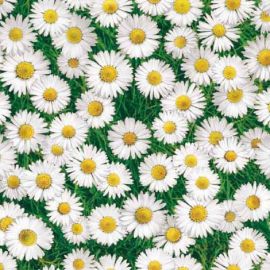 Daisy PVC tablecloth